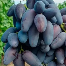 Виноград Днепровский сувенир