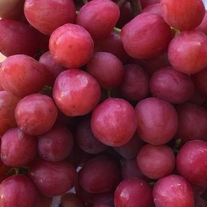 Виноград Дынька