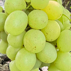 Виноград Ленд Крузер