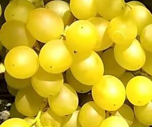 Виноград Мускат медовий