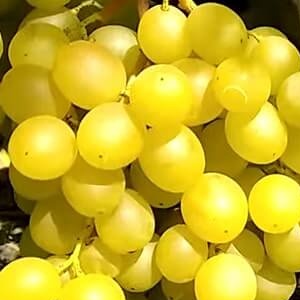 Виноград Мускат медовий