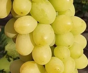 Виноград Шерлок