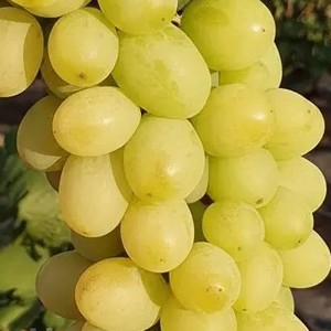 Виноград Шерлок