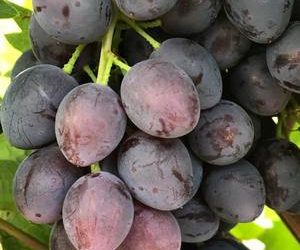 Виноград Юпітер