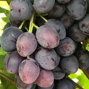 Виноград Юпітер