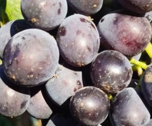 Виноград Сьомушка