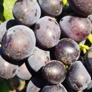 Виноград Сьомушка