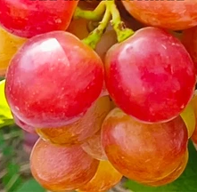 Виноград Терра